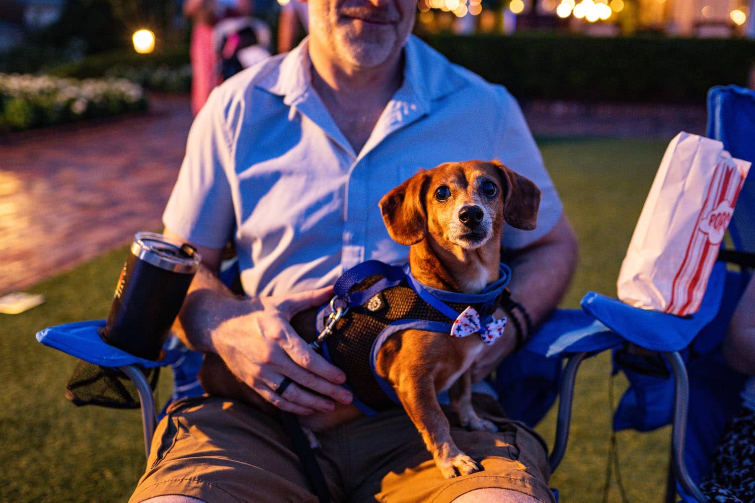 A dog sitting in its owner's lap during an outdoor movie night at The Historic Cavalier Hotel