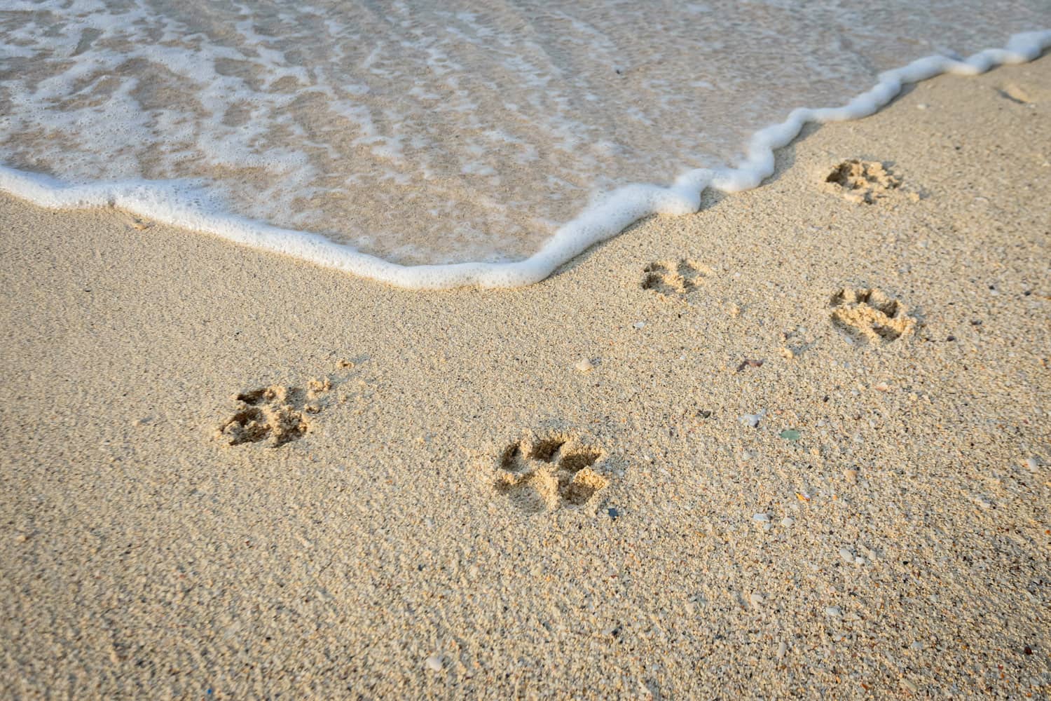 Paw prints on beach
